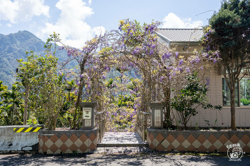 瑞里紫藤花季 | 阿里山紫藤花季不能錯過瑞里！超多花點讓你一路拍不完～ | 捲毛阿偉