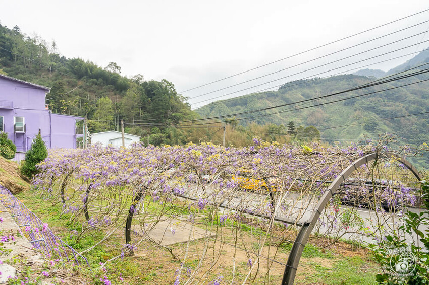瑞里紫藤花季 | 阿里山紫藤花季不能錯過瑞里！超多花點讓你一路拍不完～ | 捲毛阿偉