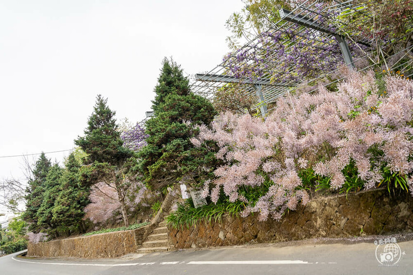瑞里紫藤花季 | 阿里山紫藤花季不能錯過瑞里！超多花點讓你一路拍不完～ | 捲毛阿偉