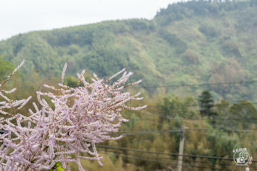 瑞里紫藤花季 | 阿里山紫藤花季不能錯過瑞里！超多花點讓你一路拍不完～ | 捲毛阿偉