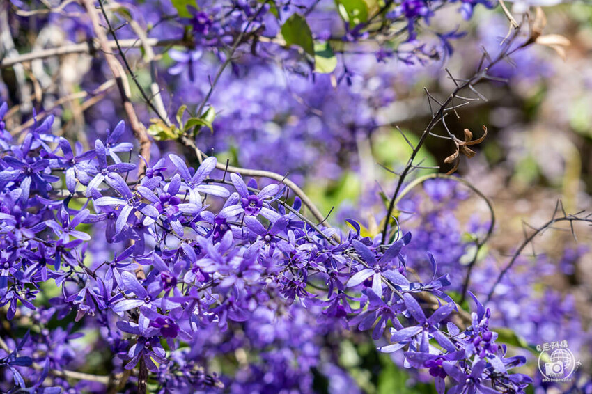 瑞里紫藤花季 | 阿里山紫藤花季不能錯過瑞里！超多花點讓你一路拍不完～ | 捲毛阿偉