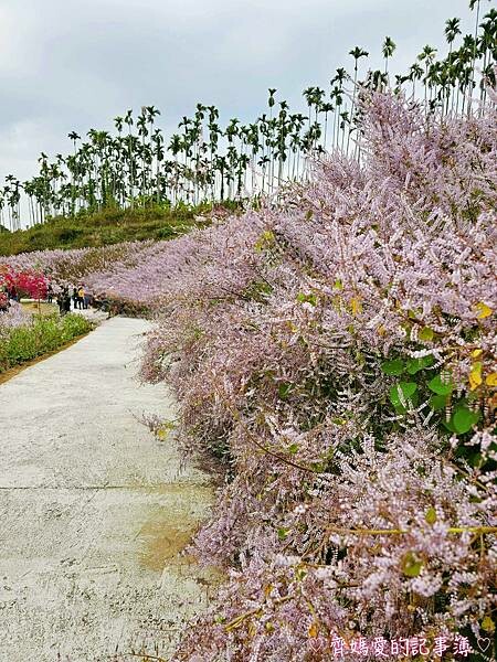 南投中寮．瑰蜜甜心玫瑰園 (麝香木 / 黃花風鈴木 / 九重
