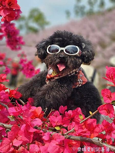 南投中寮．瑰蜜甜心玫瑰園 (麝香木 / 黃花風鈴木 / 九重