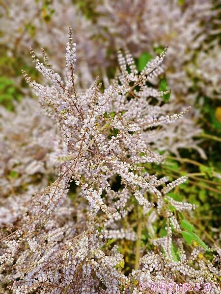 南投中寮．瑰蜜甜心玫瑰園 (麝香木 / 黃花風鈴木 / 九重