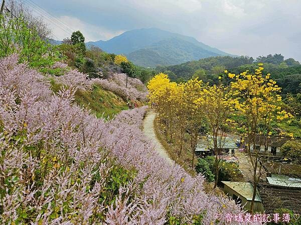 南投中寮．瑰蜜甜心玫瑰園 (麝香木 / 黃花風鈴木 / 九重