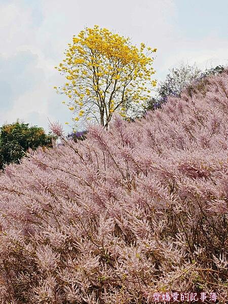 南投中寮．瑰蜜甜心玫瑰園 (麝香木 / 黃花風鈴木 / 九重