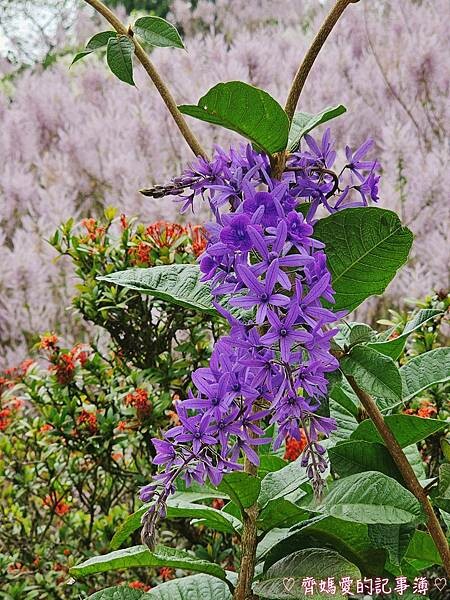 南投中寮．瑰蜜甜心玫瑰園 (麝香木 / 黃花風鈴木 / 九重