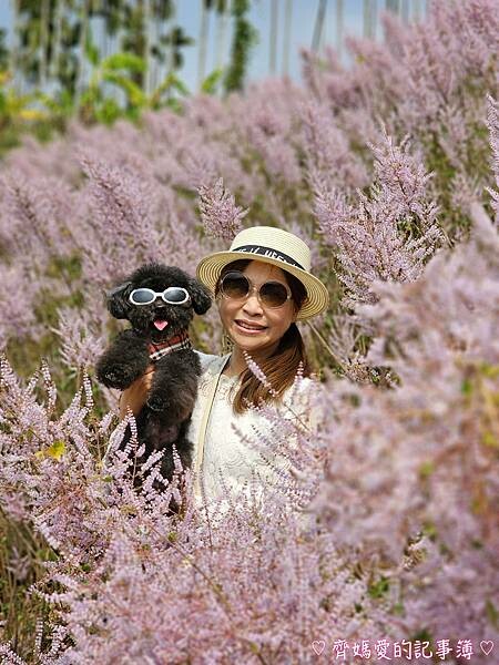 南投中寮．瑰蜜甜心玫瑰園 (麝香木 / 黃花風鈴木 / 九重