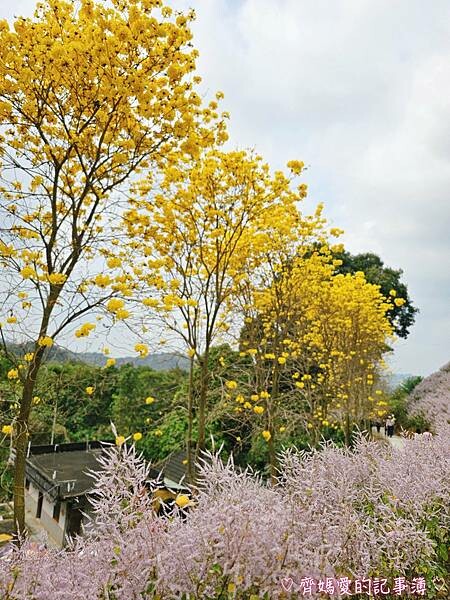 南投中寮．瑰蜜甜心玫瑰園 (麝香木 / 黃花風鈴木 / 九重