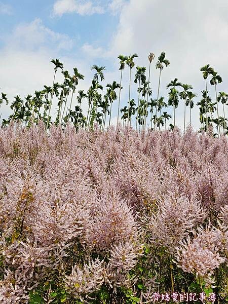 南投中寮．瑰蜜甜心玫瑰園 (麝香木 / 黃花風鈴木 / 九重