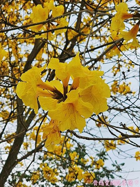 南投中寮．瑰蜜甜心玫瑰園 (麝香木 / 黃花風鈴木 / 九重