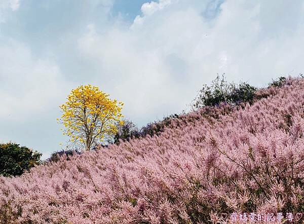 南投中寮．瑰蜜甜心玫瑰園 (麝香木 / 黃花風鈴木 / 九重