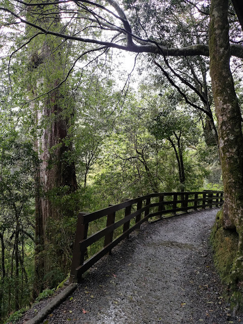 拉拉山國家森林遊樂區 - 神木1號