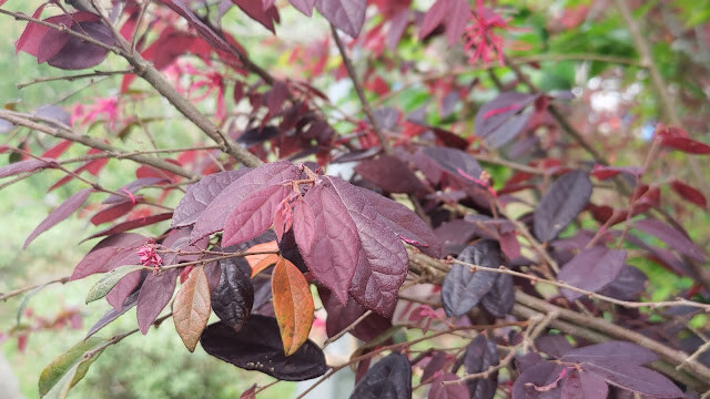鯉魚潭水庫步道 - 紅葉