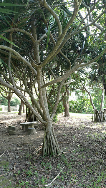 鯉魚潭水庫 - 紅刺露兜樹