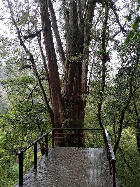 拉拉山國家森林遊樂區 - 神木21號