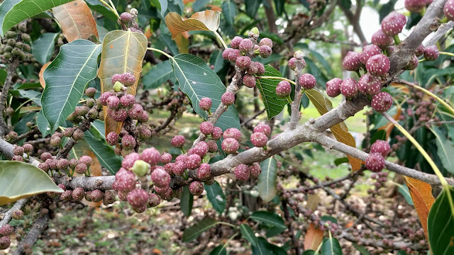 鯉魚潭水庫步道支線 - 大葉雀榕