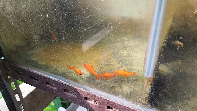 鯉魚潭水庫 - 水質監測養魚試驗箱
