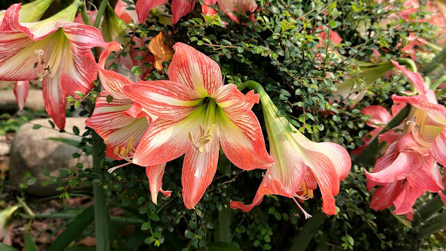 鯉魚潭水庫步道支線 - 孤挺花