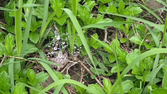 鯉魚潭水庫步道 - 露珠