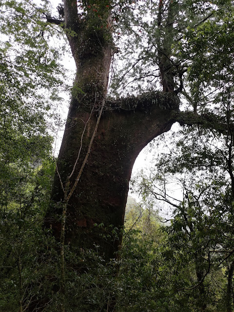 拉拉山國家森林遊樂區 - 未來的神木