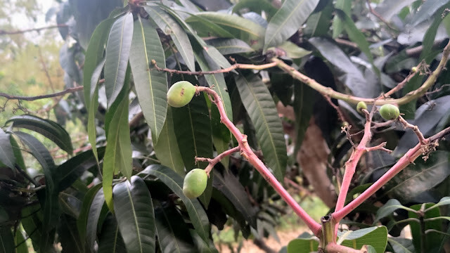 芒果 - 龍騰斷橋