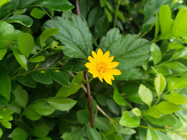鯉魚潭水庫步道 - 菊花
