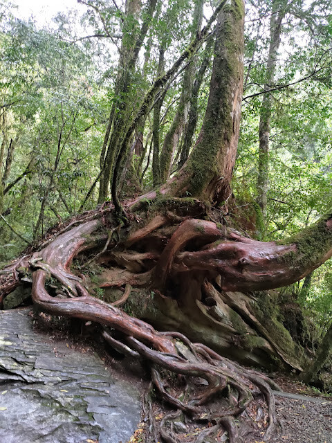 拉拉山國家森林遊樂區 - 神木22號