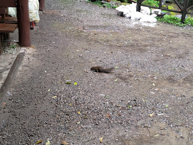 拉拉山國家森林遊樂區 - 松鼠