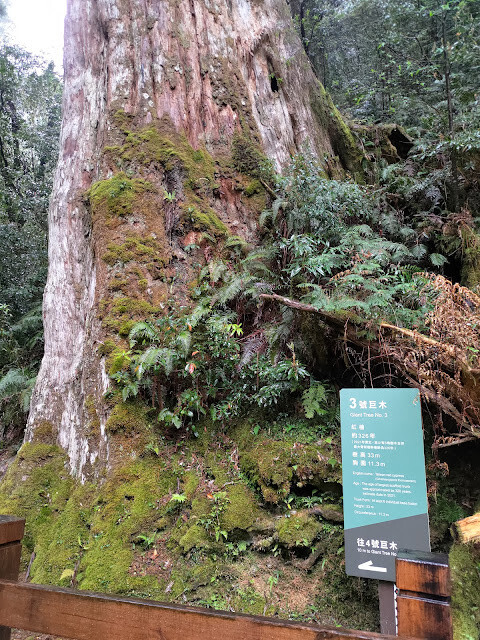 拉拉山國家森林遊樂區 - 神木3號