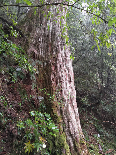 拉拉山國家森林遊樂區 - 神木2號