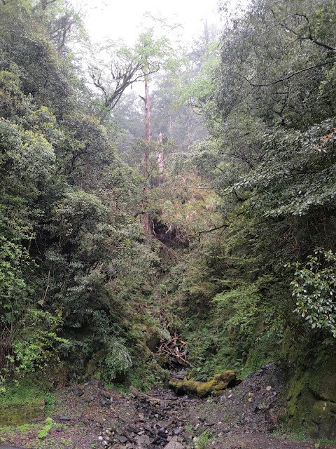 拉拉山國家森林遊樂區 - 未來的神木