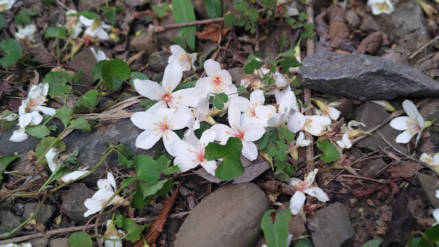 油桐花 - 龍騰斷橋