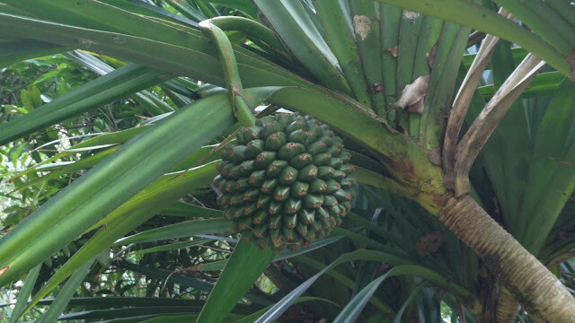 鯉魚潭水庫 - 紅刺露兜樹