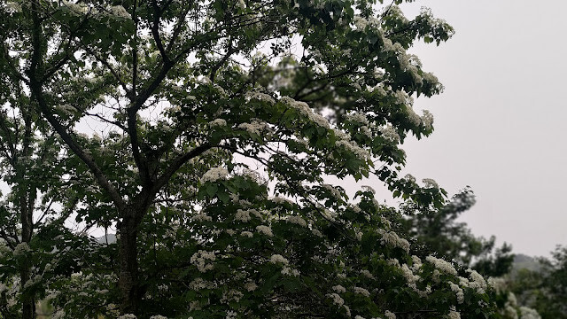 油桐花 - 龍騰斷橋