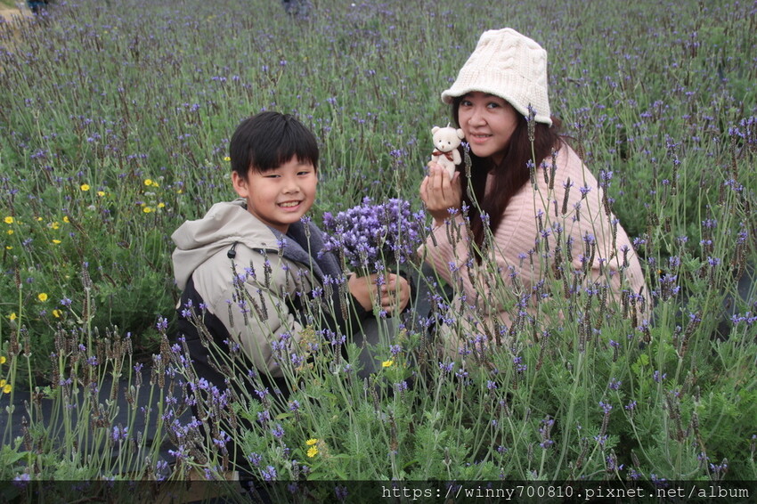 苗栗縣頭屋鄉苗栗/頭屋景點薰衣草導覽【葛瑞絲香草田】3~5月薰衣草花季免費入園 7000坪薰衣草田免費拍!獨創75度C低溫