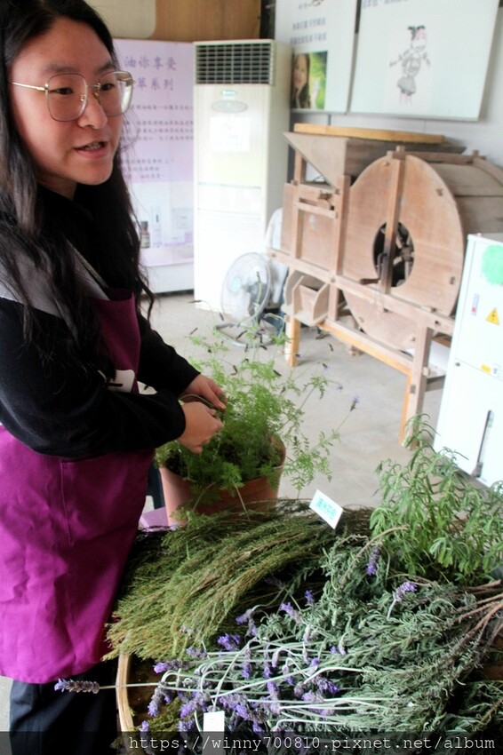 苗栗縣頭屋鄉苗栗/頭屋景點薰衣草導覽【葛瑞絲香草田】3~5月薰衣草花季免費入園 7000坪薰衣草田免費拍!獨創75度C低溫