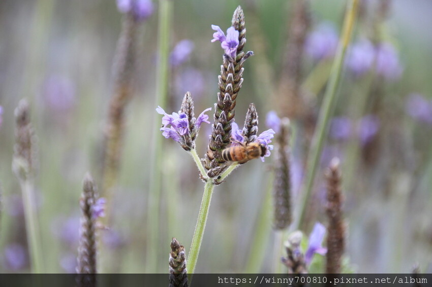 苗栗縣頭屋鄉苗栗/頭屋景點薰衣草導覽【葛瑞絲香草田】3~5月薰衣草花季免費入園 7000坪薰衣草田免費拍!獨創75度C低溫