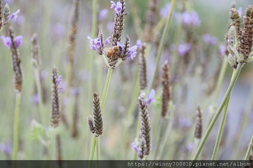 苗栗縣頭屋鄉苗栗/頭屋景點薰衣草導覽【葛瑞絲香草田】3~5月薰衣草花季免費入園 7000坪薰衣草田免費拍!獨創75度C低溫