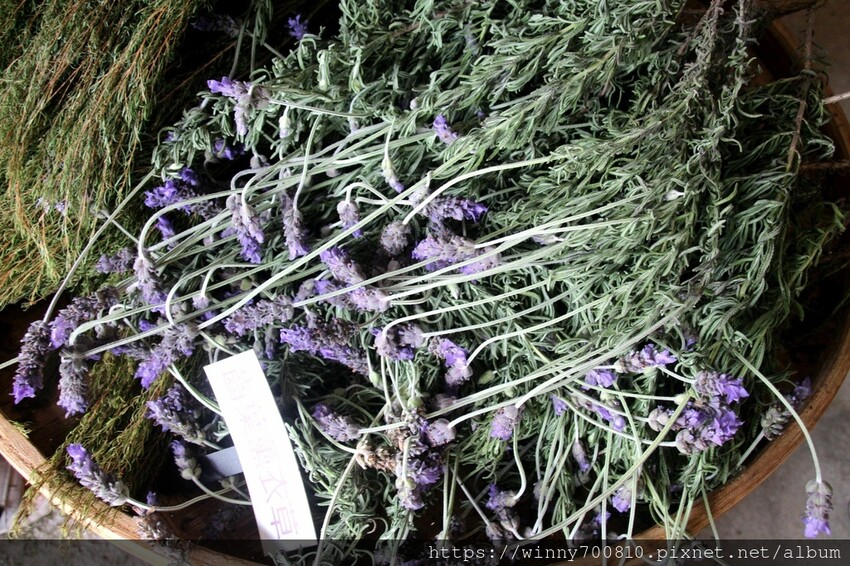 苗栗縣頭屋鄉苗栗/頭屋景點薰衣草導覽【葛瑞絲香草田】3~5月薰衣草花季免費入園 7000坪薰衣草田免費拍!獨創75度C低溫