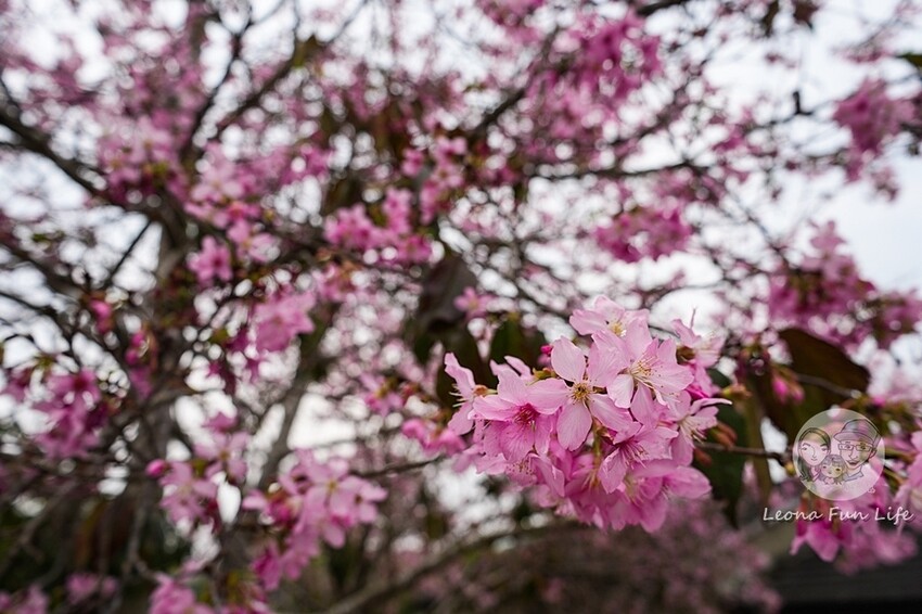 台中市新社區台中新社|山城首座6.3米高櫻花主題溜滑梯開放使用,櫻花特色共融遊戲場,櫻花季賞花最佳去處|新社復盛公園