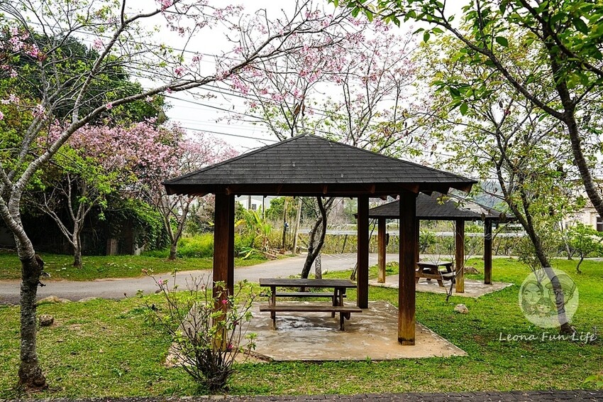 台中市新社區台中新社|山城首座6.3米高櫻花主題溜滑梯開放使用,櫻花特色共融遊戲場,櫻花季賞花最佳去處|新社復盛公園