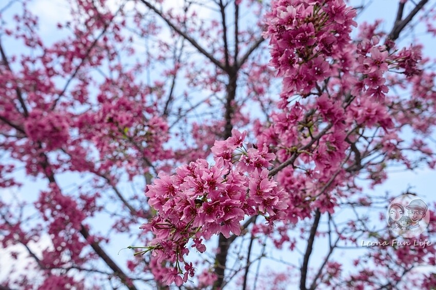 台中市后里區2024 泰安櫻花季|全台最美的派出所櫻花綻放大開中,還有能順道採草莓吃周邊美食!|賞花吃什麼|停車交通資訊|