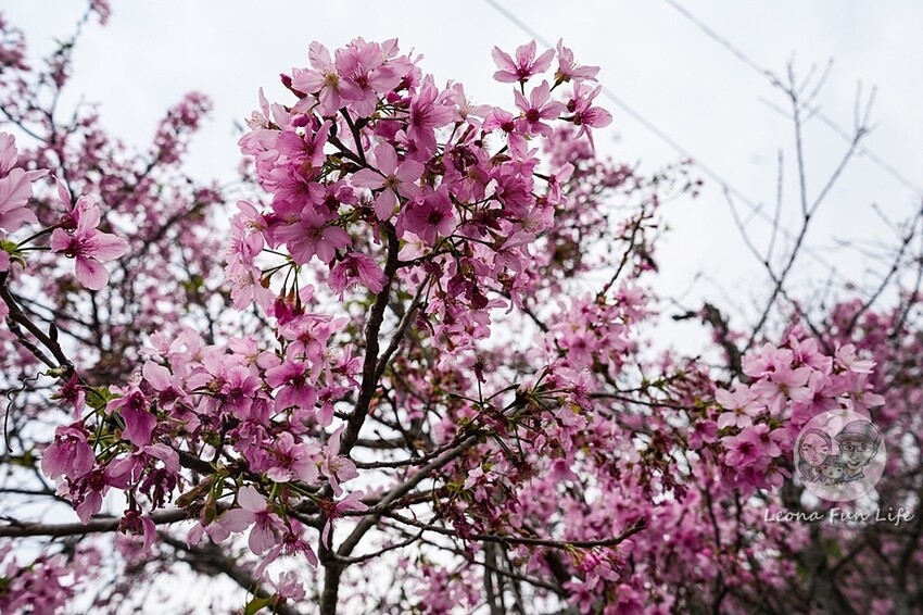 台中市新社區台中新社|山城首座6.3米高櫻花主題溜滑梯開放使用,櫻花特色共融遊戲場,櫻花季賞花最佳去處|新社復盛公園