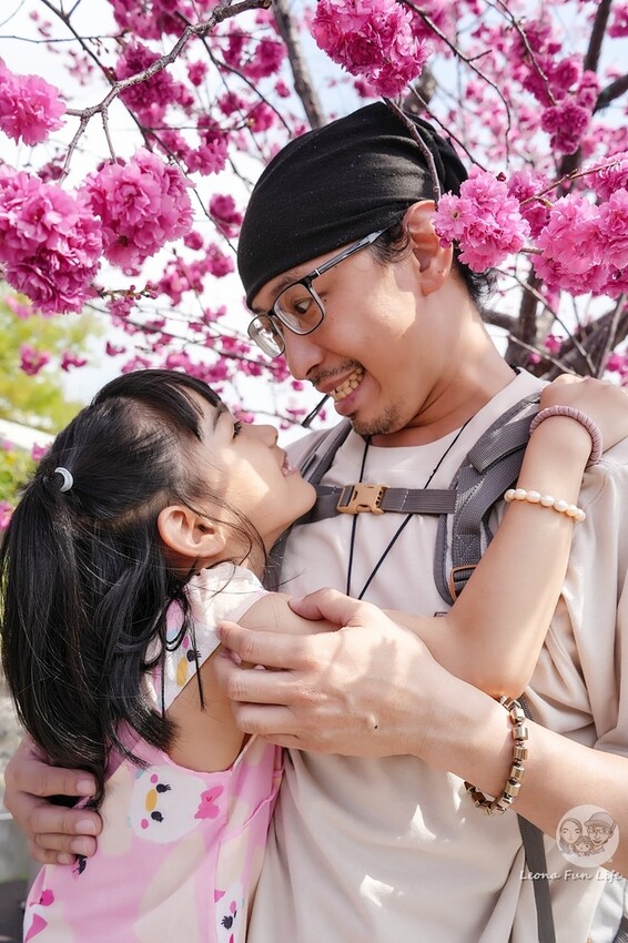 台中市后里區2024 泰安櫻花季|全台最美的派出所櫻花綻放大開中,還有能順道採草莓吃周邊美食!|賞花吃什麼|停車交通資訊|