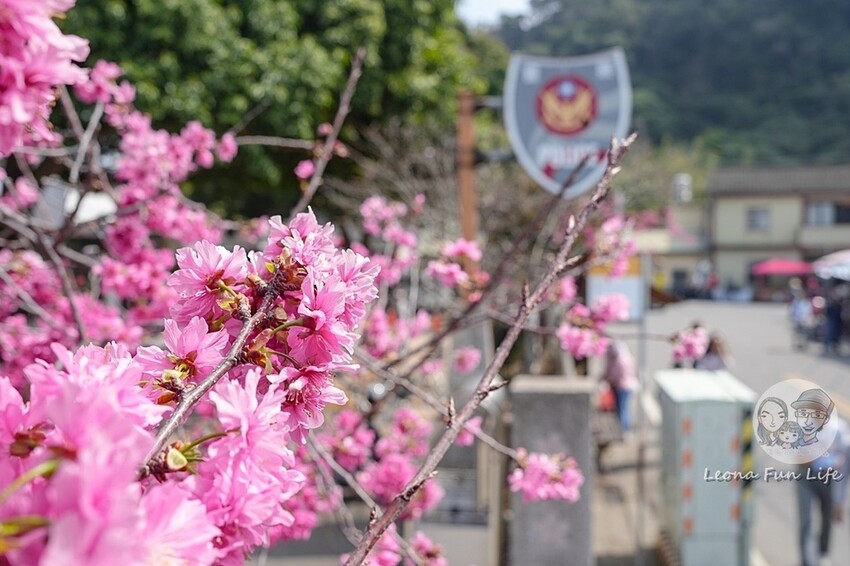 台中市后里區2024 泰安櫻花季|全台最美的派出所櫻花綻放大開中,還有能順道採草莓吃周邊美食!|賞花吃什麼|停車交通資訊|