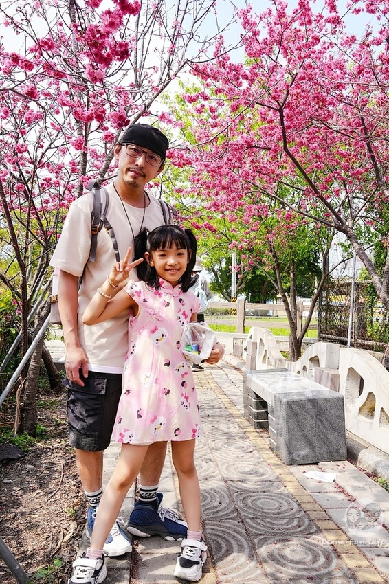 台中市后里區2024 泰安櫻花季|全台最美的派出所櫻花綻放大開中,還有能順道採草莓吃周邊美食!|賞花吃什麼|停車交通資訊|