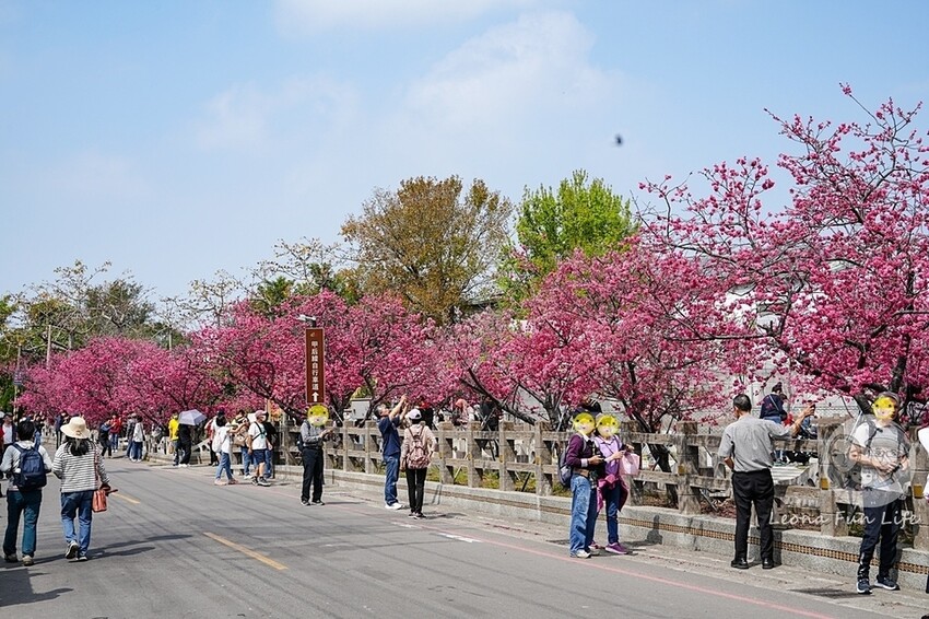 台中市后里區2024 泰安櫻花季|全台最美的派出所櫻花綻放大開中,還有能順道採草莓吃周邊美食!|賞花吃什麼|停車交通資訊|