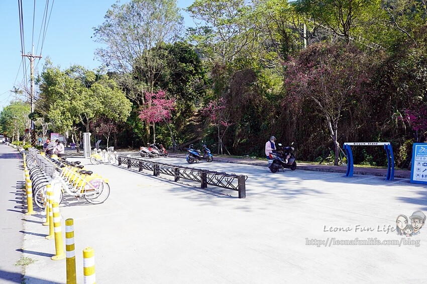 台中市后里區2024 泰安櫻花季|全台最美的派出所櫻花綻放大開中,還有能順道採草莓吃周邊美食!|賞花吃什麼|停車交通資訊|