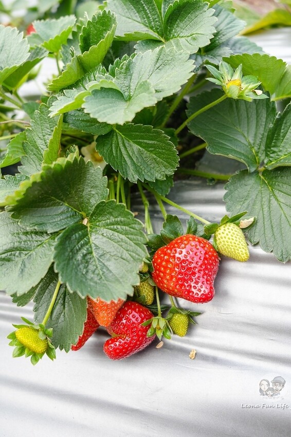 台中市后里區2024 泰安櫻花季|全台最美的派出所櫻花綻放大開中,還有能順道採草莓吃周邊美食!|賞花吃什麼|停車交通資訊|